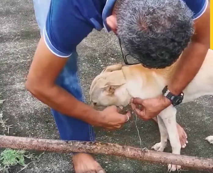 Free Malaysia Today The man trying to free the doggo.